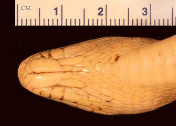 Media type: image;   Herpetology R-53938